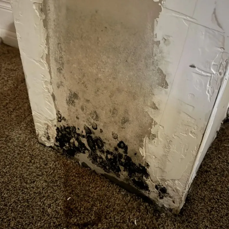 Professional Mold Removal in Hondo, TX